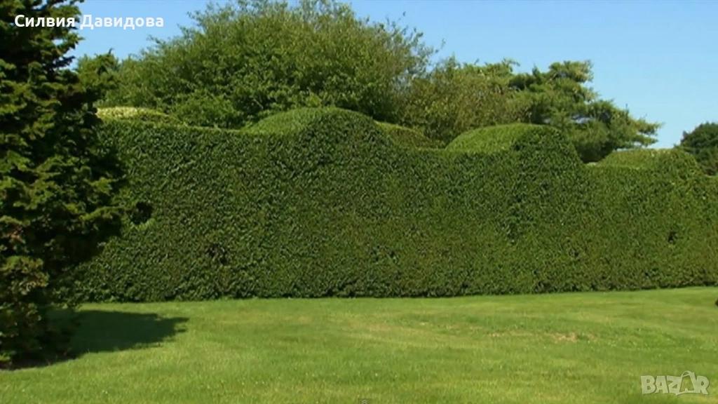 Лигуструм , снимка 1