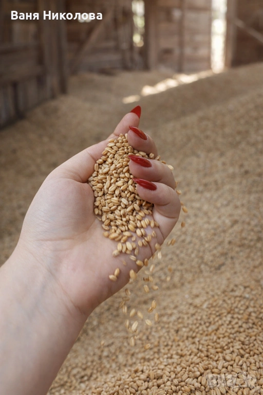Продавам жито / хлебна пшеница, снимка 1