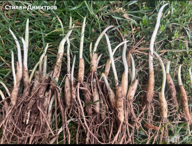 Луковици Левурда - 0.25лв/0.13евро, снимка 1