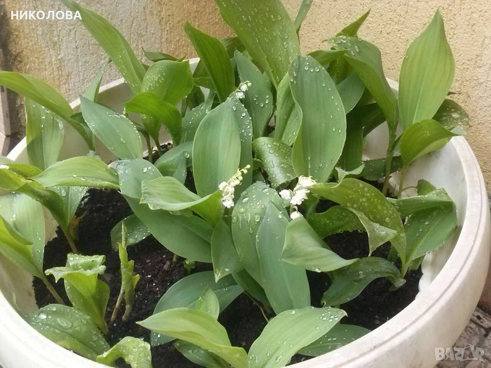 МОМИНА СЪЛЗА, снимка 1