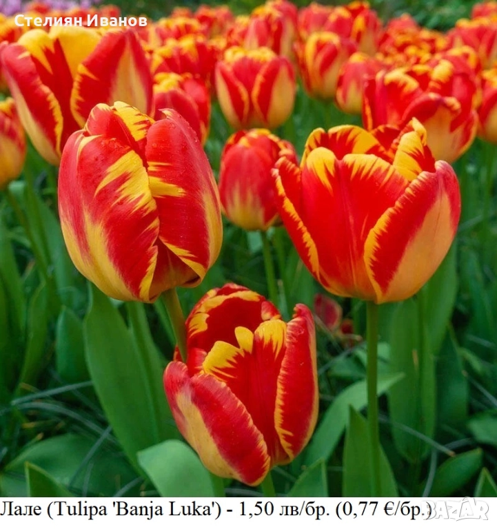 Лале (Tulipa 'Banja Luka') – луковици, снимка 1