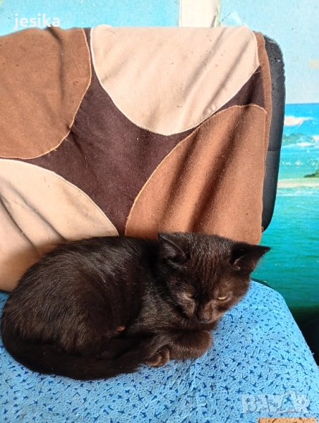 подарявам малки сладки котенца, полуперсийчета много кротки и социални., снимка 1