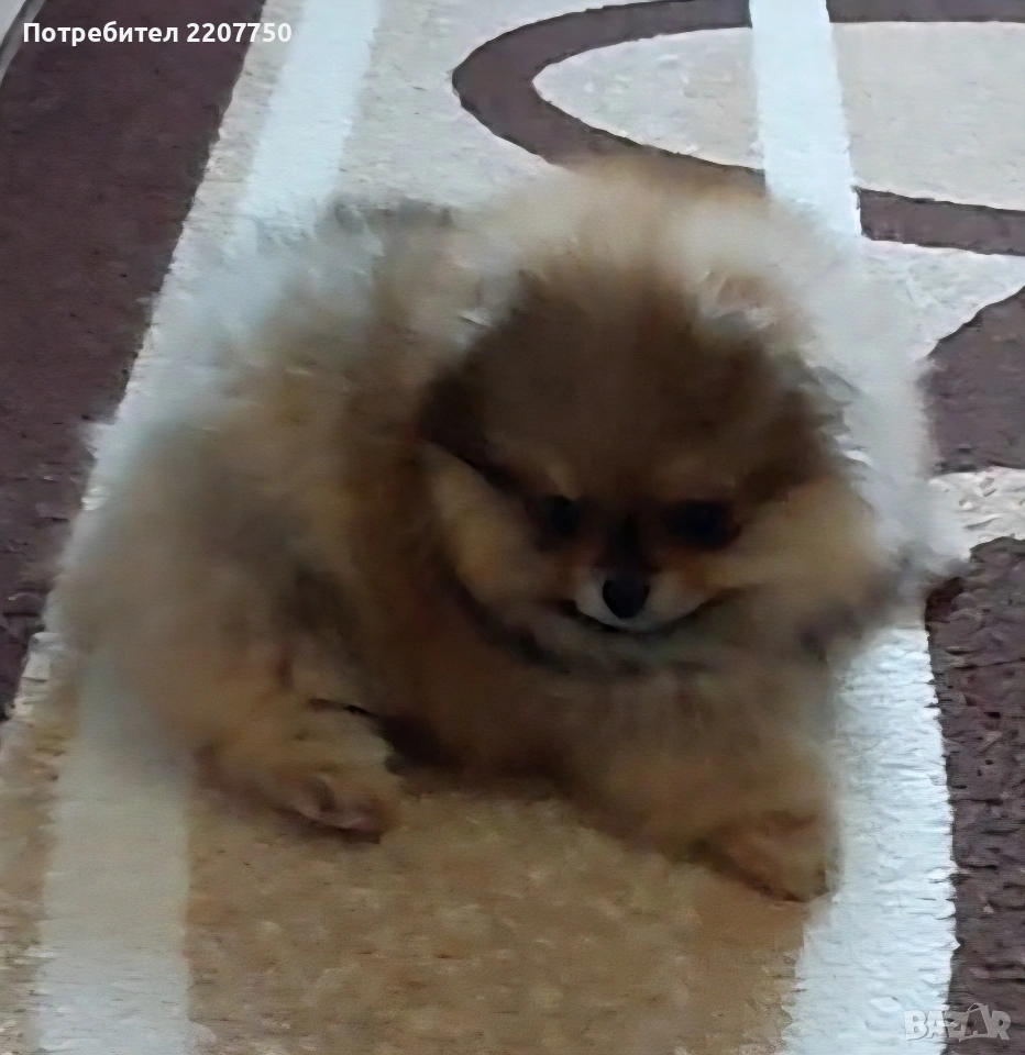 продавам померан , снимка 1