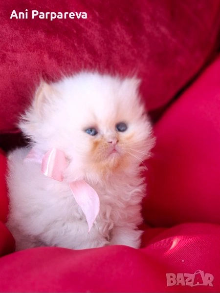 Хималайски  котенца, снимка 1