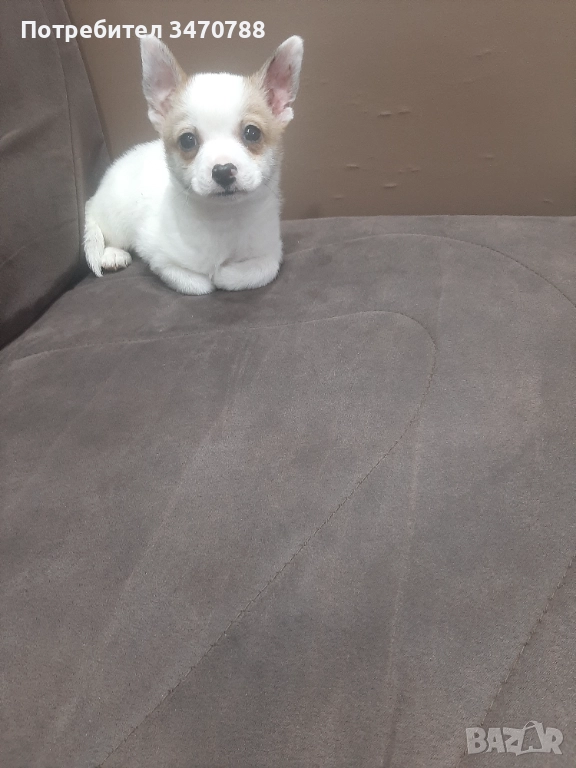 Чихуахуа , снимка 1