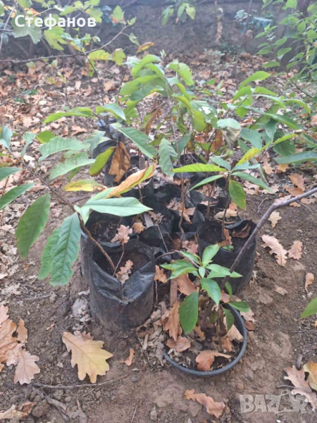 Индиански банан (асимина трилоба), снимка 1