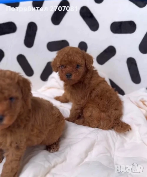 ТОЙ Пудел, снимка 1