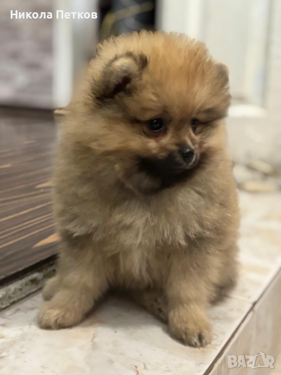 Померан , снимка 1