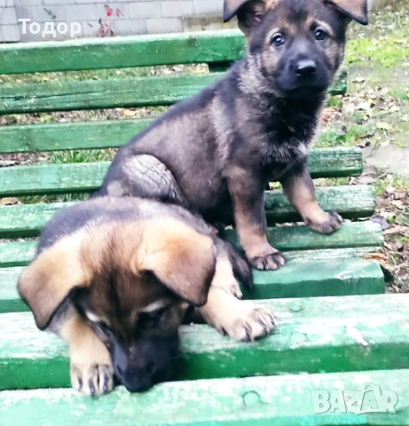 Продавам кученца източноевропейска овчарка, снимка 4 - Други - 52403356