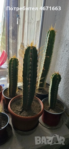 Trichocereus Peruvianus / San Pedro / Кактус