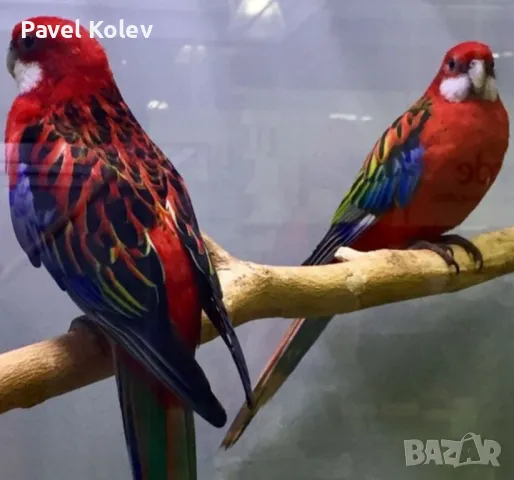 папагали на добри цени , снимка 14 - Папагали - 49417849