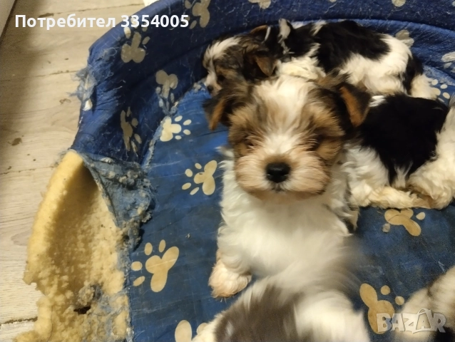 мъжко йорки бивър  супер подарък 