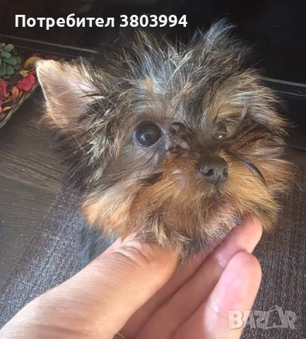 Супер мини момиченце Йоркширски териер на 4 месеца , снимка 5 - Йоркширски териер - 56245865