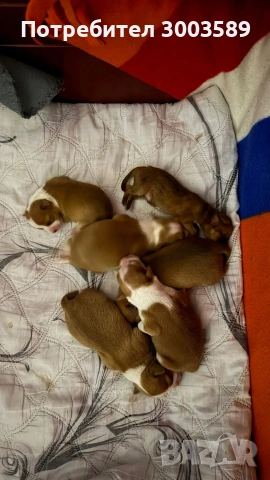 Пинчер, снимка 4 - Пинчер - 54203616