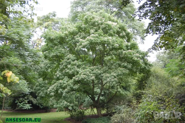 Продавам фиданки от медоносното дърво на пчеларя Еводия Даниели разсад дръвчета Еводиа за медосбор