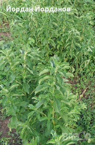 Разсад от Стевия (естествен заместител на захарта), снимка 2 - Разсади - 53075625