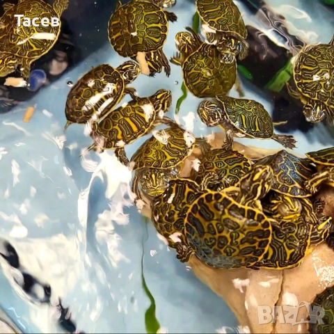 Водни костенурки