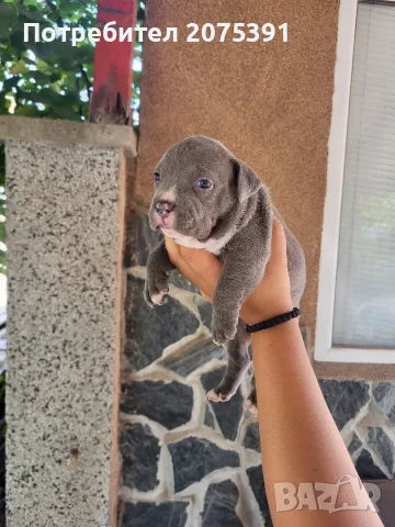 Топ Американско були покет American bully , снимка 4 - Други - 55673088