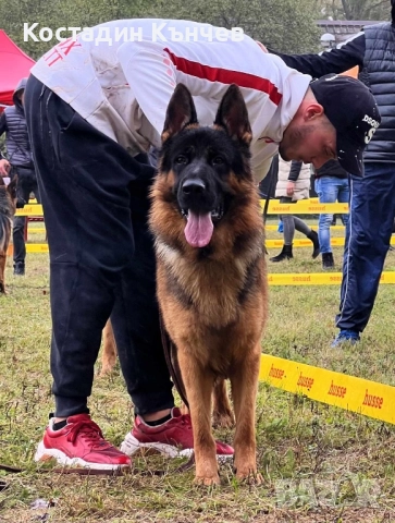 Немска овчарка кученца, снимка 9 - Немска овчарка - 52974378