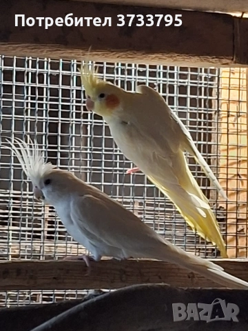 Чифт корели