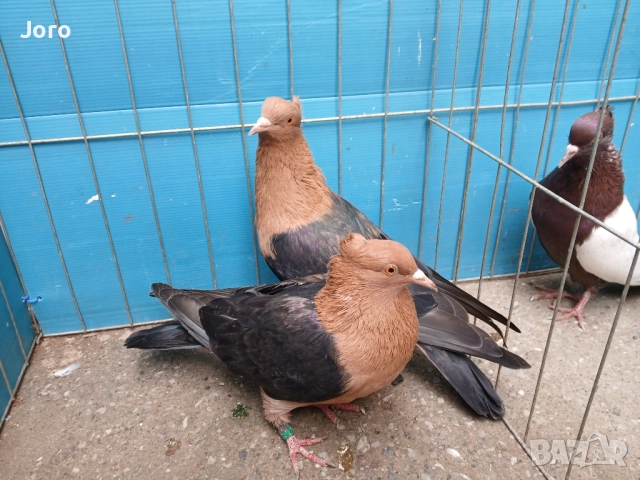 Джимпели Архангели , снимка 3 - Гълъби - 51633514