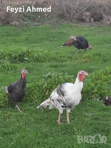 Пуйки, снимка 3 - Кокошки и пуйки - 52886678