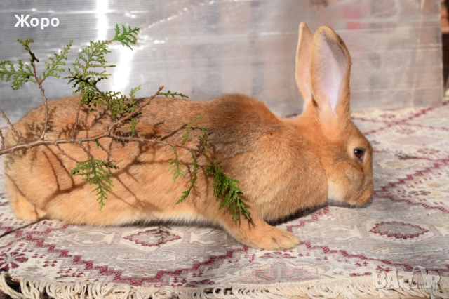 Зайци за разплод, снимка 16 - Други животни - 53611714