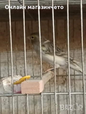Продавам 5 бр женски канарчета от 2025г., снимка 4 - Канари - 54359980