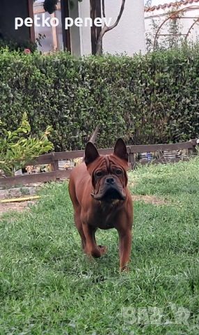 Чун цин китайски булдог, снимка 3 - Други - 50025524