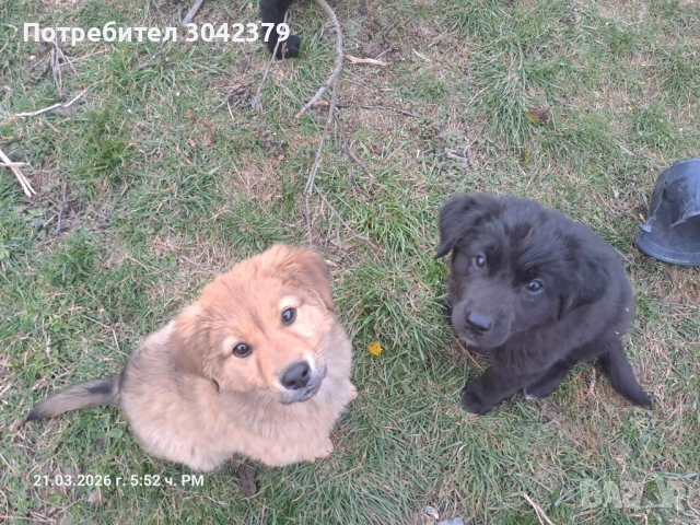 Подарявам кученца