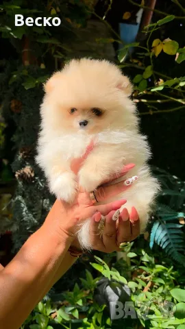 Мини Померанче женско 