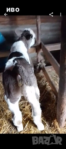 телета, снимка 2 - Крави - 54065541