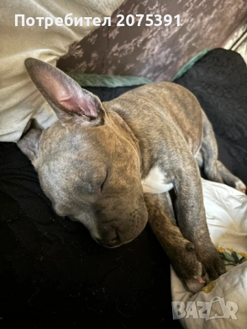 Американско були, снимка 4 - Други - 53963430