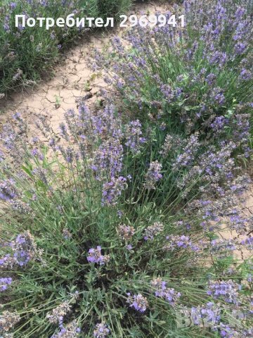  Разсад лавандула на едро и дребно, снимка 12 - Градински цветя и растения - 31696645
