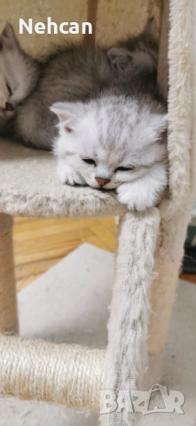 Късокосместа британска сребърна чинчила , снимка 4 - Британска късокосместа - 54361421