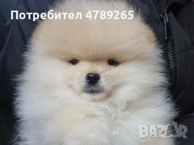 Померан Джудже с Родословие , снимка 8 - Померан - 54125324