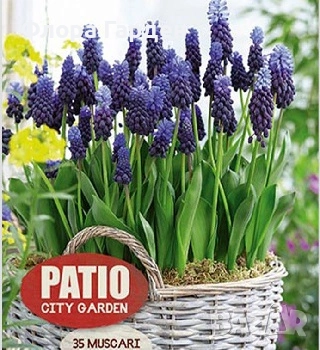 Луковици ЛАЛЕТА И ДРУГИ, снимка 13 - Сортови семена и луковици - 50970511