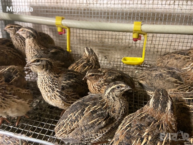 Мъжки пъдпъдъци, снимка 7 - други­ - 54129950