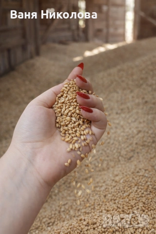 Продавам жито / хлебна пшеница