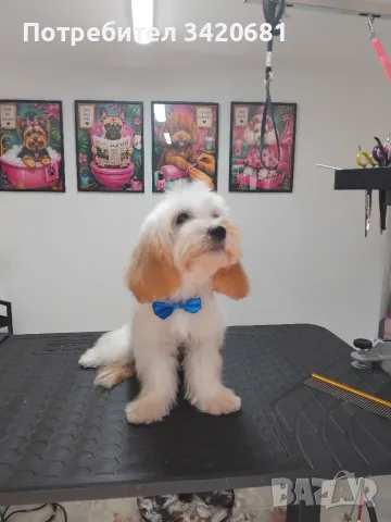 Малтипу Maltlpoo, снимка 5 - Пудели - 55957559