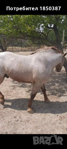 Тежковоз - жребец, снимка 6 - Коне - 52944975