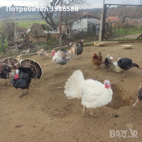 Яйца за люпене от Пуйки и Кокошки, снимка 9 - Кокошки и пуйки - 53287481