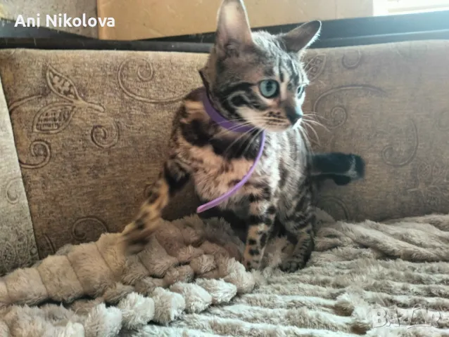 Бенгалска котка, снимка 2 - Бенгалски - 50322283
