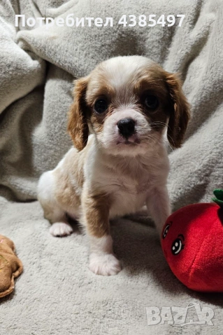 Кученца Кавалер Кинг Чарлз шпаньол, мъжки и женски, снимка 7 - Кавалер кинг чарлз шпаньол - 53898090