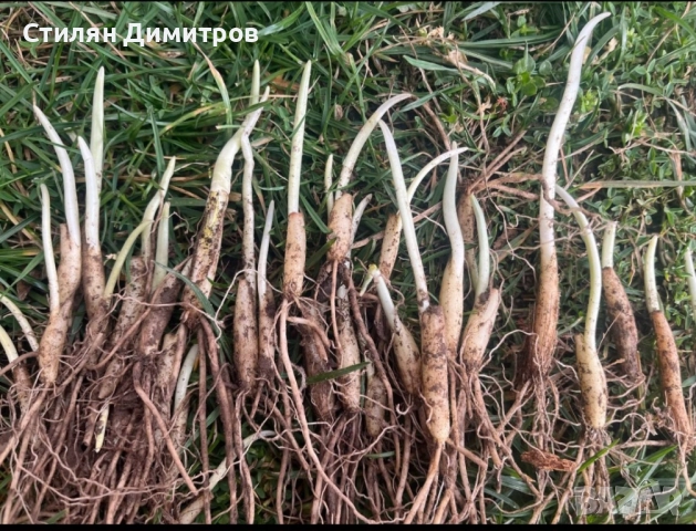 Луковици Левурда - 0.25лв/0.13евро