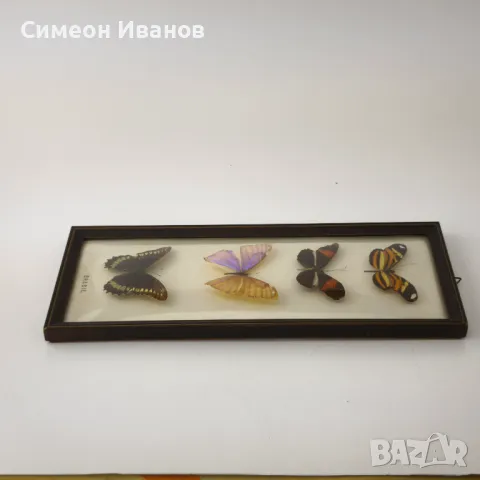 Препарирани пеперуди в рамка от Бразилия #5891, снимка 7 - Други ценни предмети - 50268046