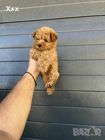 Той пудел-мъжки и женски, снимка 3 - Пудели - 52749933