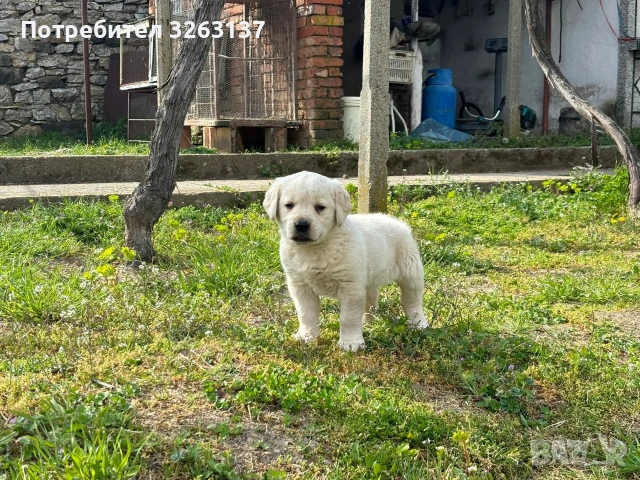лабрадор , снимка 5 - Лабрадор ретривър - 54209573