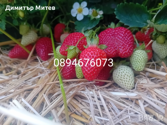 Продавам разсат ягоди , снимка 6 - Разсади - 52135042