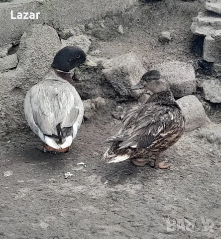 Продавам двойка колдък, снимка 2 - други­ - 49971715